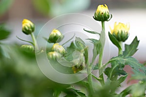 Yellow chrysanthemum flower buds