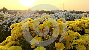 Yellow Chrysanthemum flower, Chrysanthemum in field and sunset, Chrysanthemum in graden,