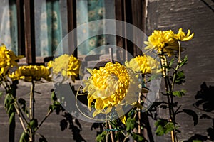 A yellow Chrysanthemum, the flower of Emperors, as they are know in Japan in front of a well weathers wooden building and framed