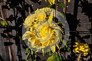 A yellow Chrysanthemum, the flower of Emperors, as they are know in Japan in front of a well weathers wooden building and framed