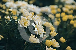 Yellow Chrysanthemum Flower is a flower of good fortune.