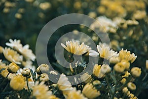 Yellow Chrysanthemum Flower is a flower of good fortune.