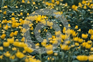 Yellow Chrysanthemum Flower is a flower of good fortune.