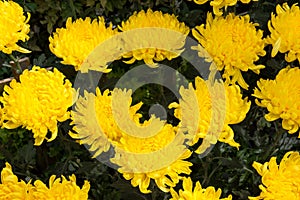 Yellow chrysanthemum flower in the garden. Beautiful flowers of chrysanthemums