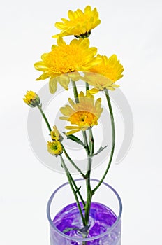 Yellow chrysanthemum flower in the glass