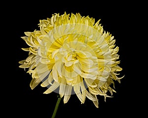 Yellow chrysanthemum flower with green stem isolated on black background. Studio close-up shot.