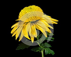 Yellow chrysanthemum flower inflorescence with green leaves isolated on black background. Studio close-up shot.