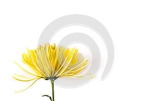 Yellow  chrysanthemum flower isolated