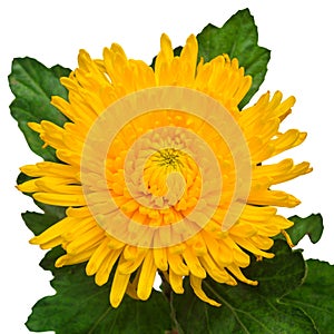Yellow chrysanthemum flower isolated on white