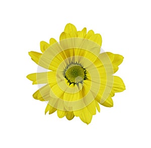 Yellow chrysanthemum flower isolated on white