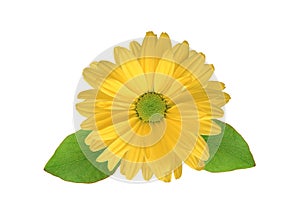 Yellow chrysanthemum flower photo