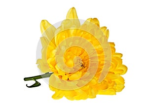 Yellow chrysanthemum flower isolated on white background
