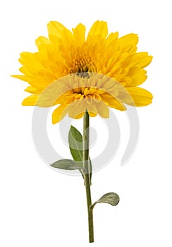 Yellow chrysanthemum