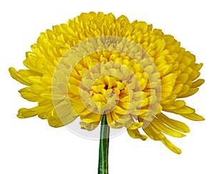 A yellow Chrysanthemum flower isolated on a white background. Close-up. Flower bud on a green stem