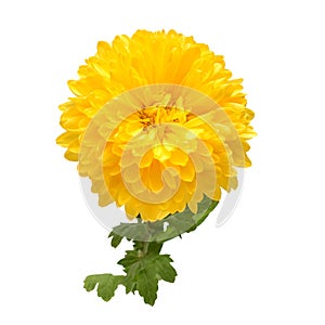 Yellow chrysanthemum flower isolated on white background. Creative autumn concept. Floral pattern, object