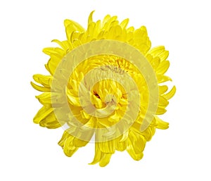 Yellow Chrysanthemum flower with leaves, Large Chrysanthemum flower isolated on white background, with clipping path