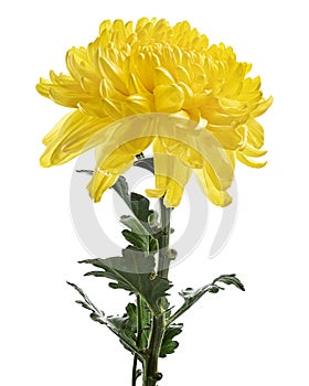 Yellow Chrysanthemum flower with leaves, Large Chrysanthemum flower isolated on white background, with clipping path