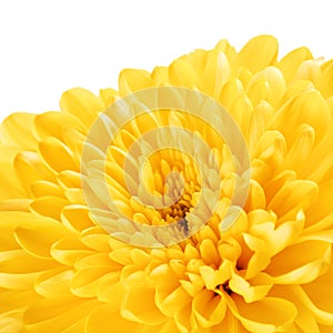 Yellow Chrysanthemum Flower Petals