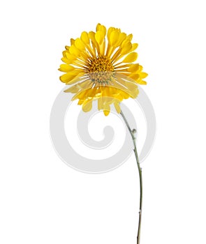 Yellow chrysanthemum flower (Tante Heti).