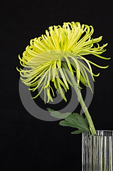 Yellow Chrysanthemum Flower in Vase