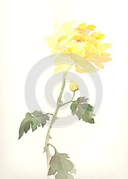 Yellow chrysanthemum flower watercolor drawing