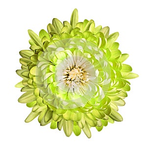 Yellow chrysanthemum flower on white isolated background with clipping path. Closeup.