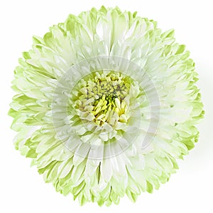 Yellow chrysanthemum  flower  on white isolated background with clipping path. Closeup. For design.