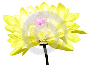 Yellow  chrysanthemum flower  on white isolated background with clipping path. Closeup. Flower on a green stem.