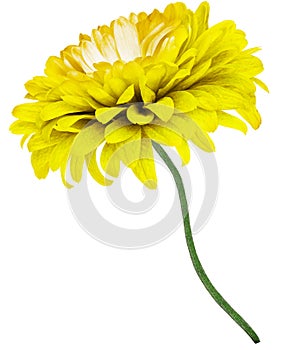 Yellow   chrysanthemum flower  on  white  isolated background with clipping path. Closeup. Flower on a green stem.