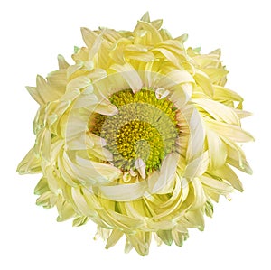 Yellow chrysanthemum.  Flower on a white isolated background with clipping path.  For design.  Closeup.