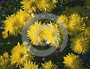 Yellow chrysanthemum flowers