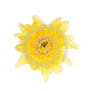Yellow chrysanthemum flowers
