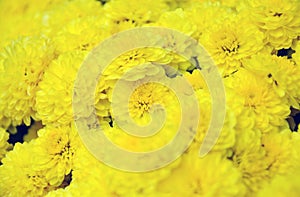 Yellow chrysanthemum flowers background