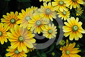 Yellow Chrysanthemum flowers background