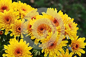 Yellow chrysanthemum flowers