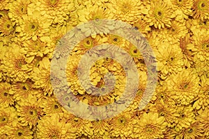 Yellow chrysanthemum flowers.Chrysanthemum wallpaper, chrysanthemums in autumn