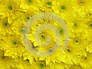 Yellow Chrysanthemum Flowers flat lay for background wallpaper
