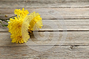 Yellow chrysanthemum