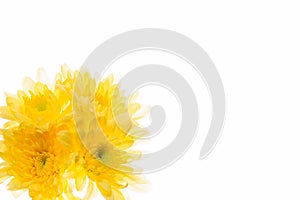 Yellow chrysanthemum flowers isolated