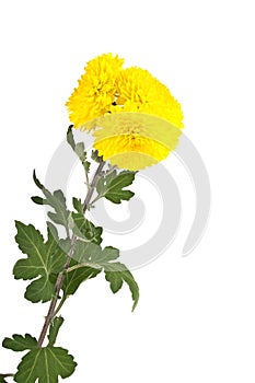 Yellow chrysanthemum flowers isolated on white background