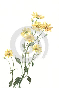 Yellow chrysanthemum flowers watercolor painting