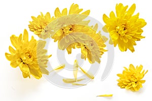 Yellow chrysanthemum flowers on a white background