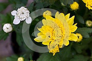 Yellow chrysanthemum in the garden , close up