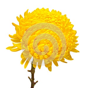 Yellow chrysanthemum head flower isolated on white background