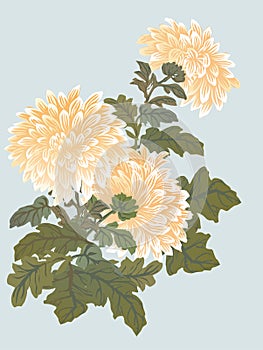 Yellow chrysanthemum illustration