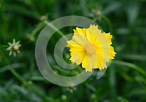 Yellow Chrysanthemum INDICUM