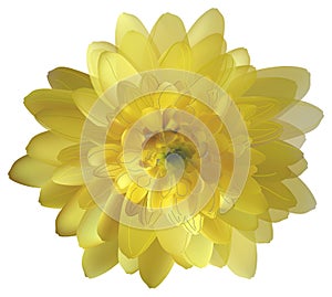Yellow chrysanthemum isolated on white background