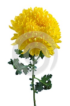 Yellow chrysanthemum photo