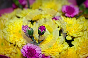 Yellow chrysanthemum mixed with pink carnation bouquet with selective focus on yellow and pink flower
