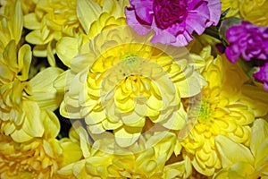 Yellow chrysanthemum mixed with pink carnation bouquet with selective focus on yellow and pink flower